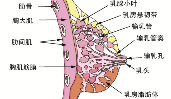 女人胸部最标准的6个形状（男士勿进）-第三张.png